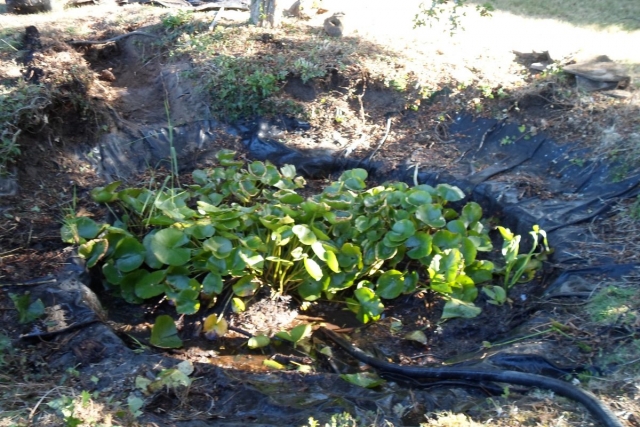 Bassin bâche