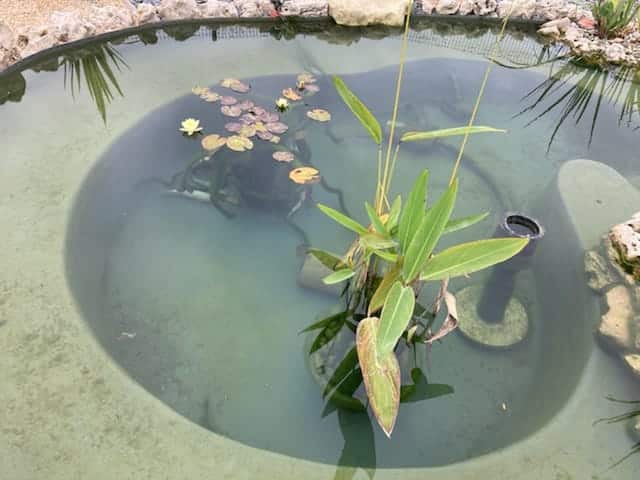 photo d'une de nos kit bassin JCB Aquatique